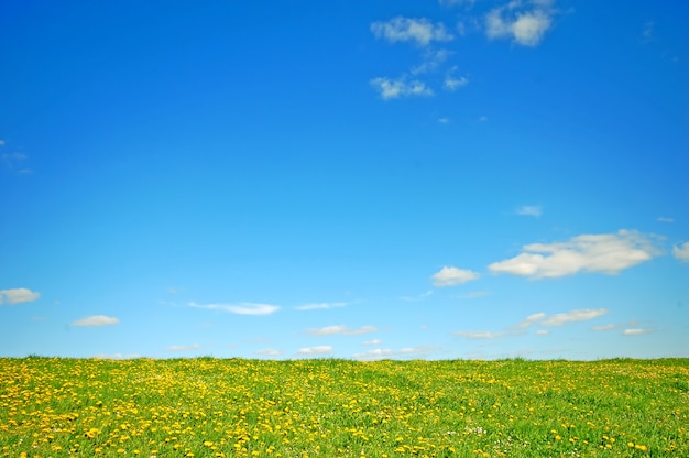 Bezpłatne zdjęcie pole z żółte kwiaty i błękitne niebo