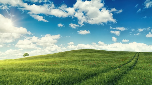 Pole zielona trawa pod błękitne niebo i białe chmury w ciągu dnia