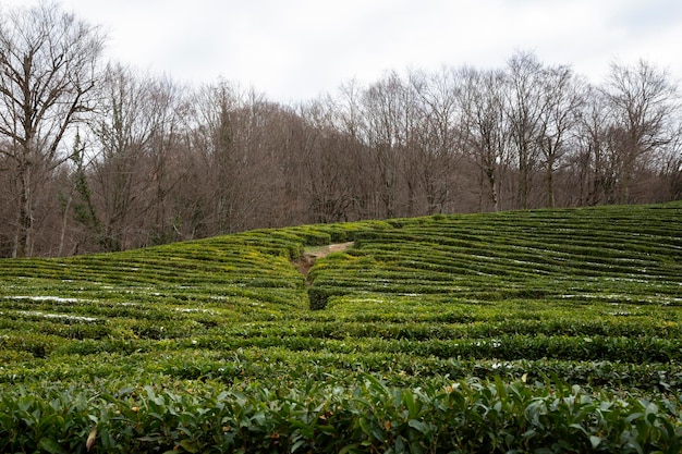 Pole zielonej herbaty, na niektórych krzakach widać śnieg. najbardziej wysunięta na północ plantacja herbaty na świecie, rosja, soczi, matsesta