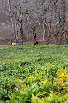 Pole zielonej herbaty wczesną wiosną. w tle są dwie krowy