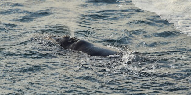 Południowy Prawy wieloryb odpoczywa przy morze powierzchnią w Hermanus, Południowa Afryka