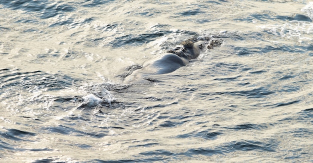 Południowy Prawy wieloryb odpoczywa przy morze powierzchnią w Hermanus, Południowa Afryka