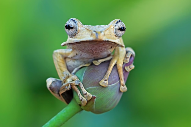 Polypedates otilophus zbliżenie na czerwonym pączku Polypedates otilophus widok z przodu zwierzęce zbliżenie