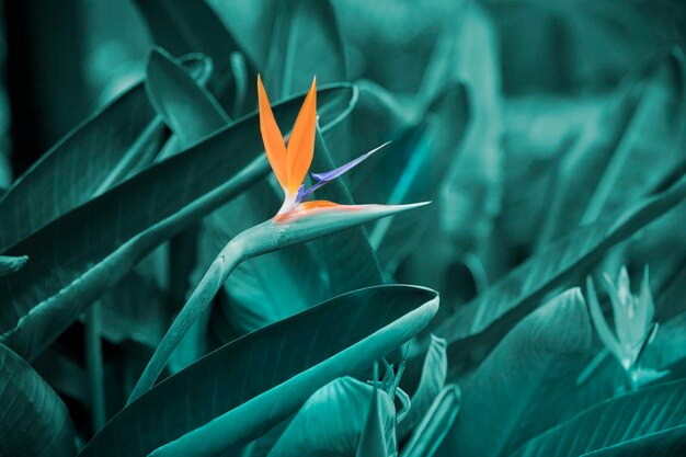 Pomarańczowa strelizia na tle zielonych tropikalnych liści Strelitizia Regiane Flower Birds of Paradise