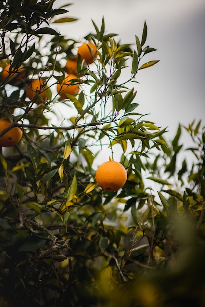 Pomarańczowe owoce na drzewie w ciągu dnia