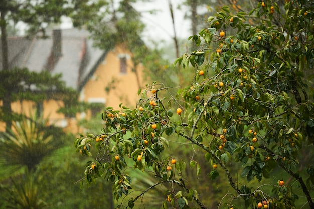 Pomarańczowy drzewo z domem w tle