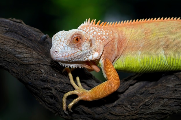 Pomarańczowy iguana zbliżenie twarzy na gałęzi