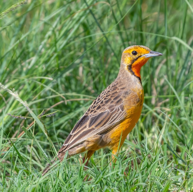 pomarańczowy ptak stojący na trawie