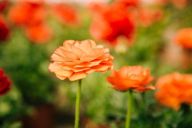 Pomarańczowy ranunculus kwitnie w ogródzie