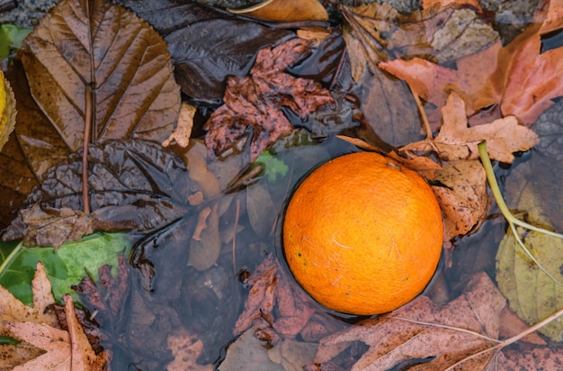 Bezpłatne zdjęcie pomarańczowy spadł w stos liści pod drzewem natura po deszczu zbierania pomysł na ekologiczne rolnictwo naturalne tło