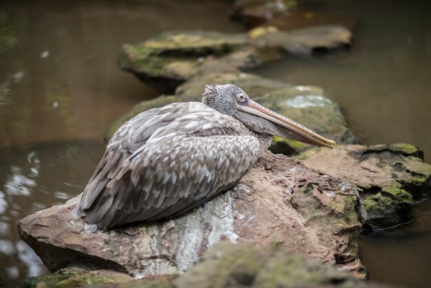 Popielaty pelikan lub pelikan zapowiadany na miejscu leżą. Zwierzęta dzikiej przyrody.