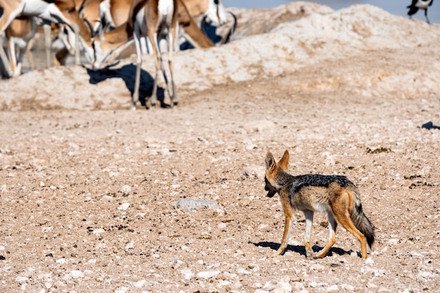 Popierający Szakal Patrzeje Niektóre Zdobycza Przy Waterhole, Okaukuejo, Etosha Park Narodowy, Namibia