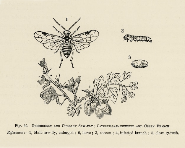 Poradnik Hodowcy Owoców: Vintage Ilustracja Porażonego Gąsienicami, Czysty Bródek, Porzeczka