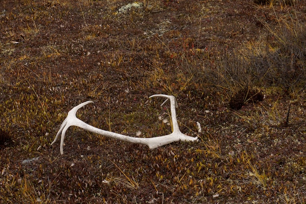 Bezpłatne zdjęcie poroże jelenia na ziemi w bramach arktycznego parku narodowego.