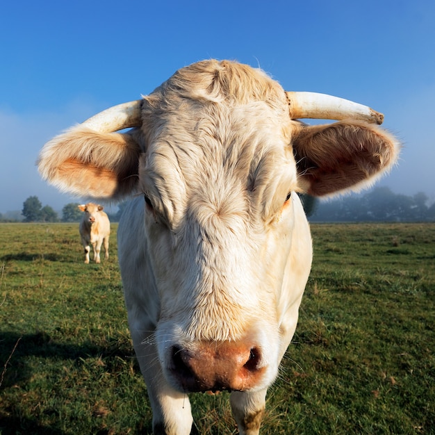 Portret białej krowy w świetle poranka