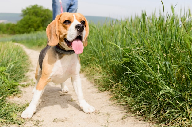 Portret cieszy się spacer w parku śliczny beagle