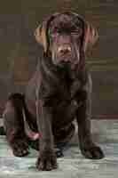Bezpłatne zdjęcie portret czarnego psa labradora na ciemnym tle.