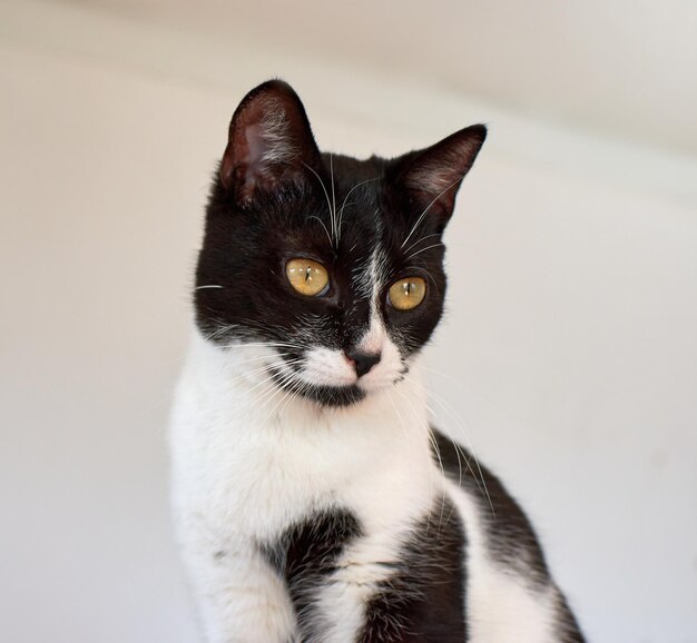 Portret czarno-białego kota