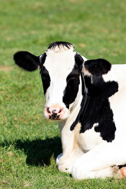 Portret czarno-białej krowy w pozycji leżącej