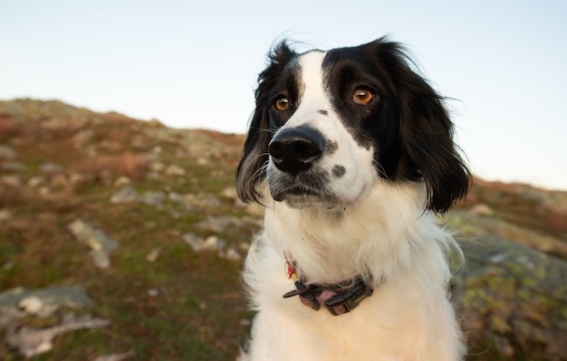 Portret czarny springer spaniel walijski na łące w świetle