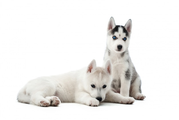 Portret dwóch małych szczeniąt psów husky syberyjskich o niebieskich oczach, leżąc, siedząc na podłodze. Śmieszne małe psy odpoczywające, zrelaksowane, odwracające wzrok, po aktywności. Przewożone zwierzęta.