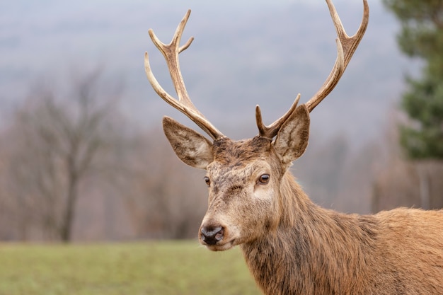 Bezpłatne zdjęcie portret dzikiego jelenia w lesie