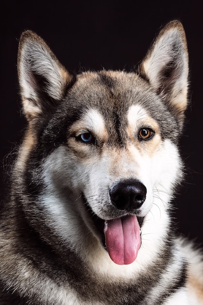 Portret husky syberyjskiego z różnymi kolorami oczu na czarnym tle