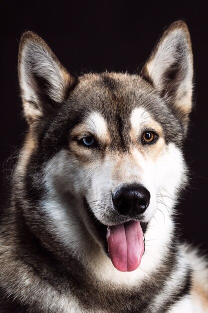 Portret husky syberyjskiego z różnymi kolorami oczu na czarnym tle