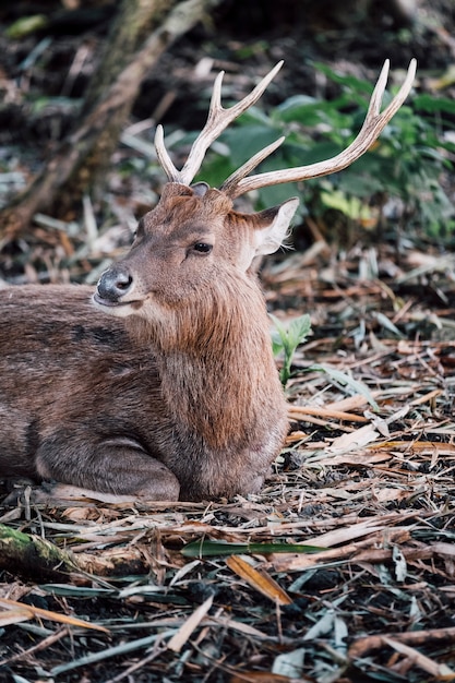 Bezpłatne zdjęcie portret jelenia w zoo