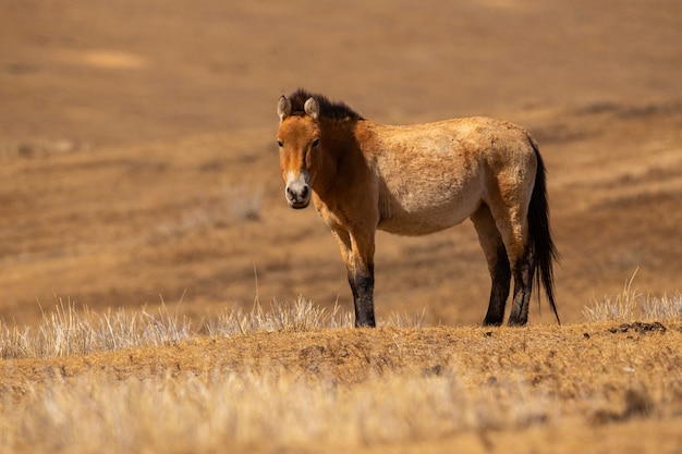 Portret konia Przewalskiego w magicznym, miękkim świetle zimą w Mongolii