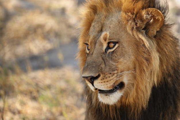 Portret lwa afrykańskiego w ciepłym świetle