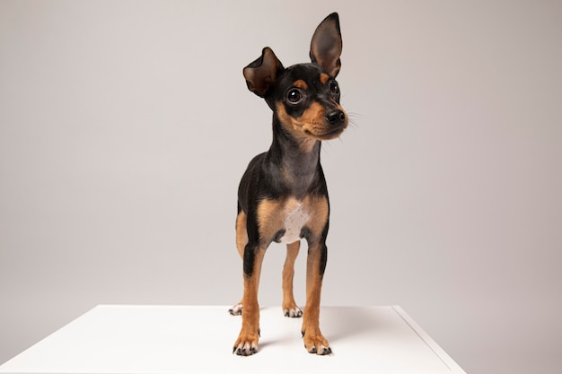 Portret małego psa w studio
