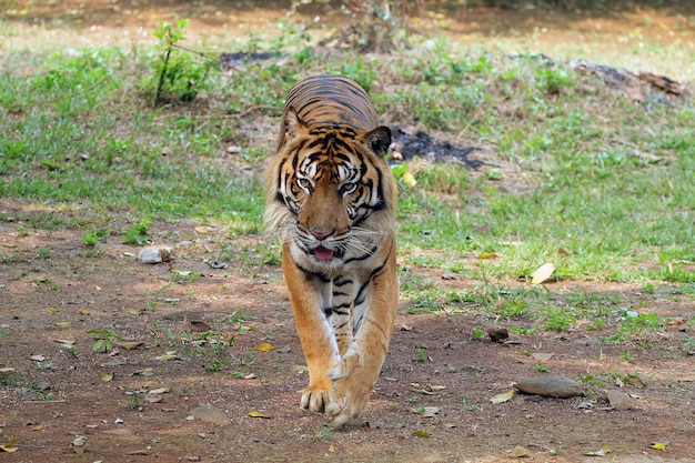 Portret Młodego Tygrysa Bengalskiego Zbliżenie Głowy Tygrys Bengalski Samiec Tygrysa Bengalskiego Zbliżenie