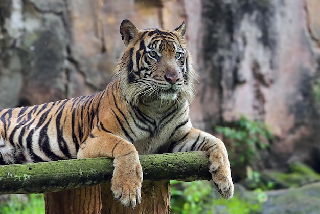 Bezpłatne zdjęcie portret młodego tygrysa bengalskiego