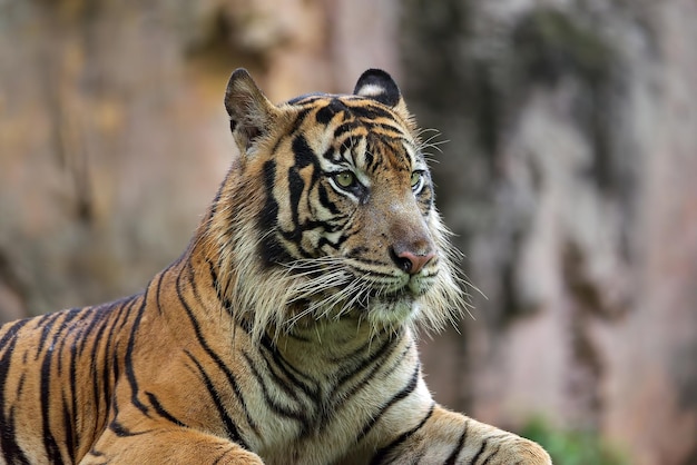 Portret młodego tygrysa bengalskiego