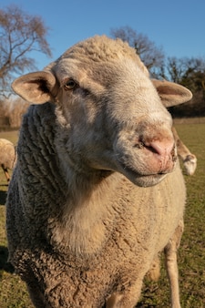 Portret owiec na łące na wsi