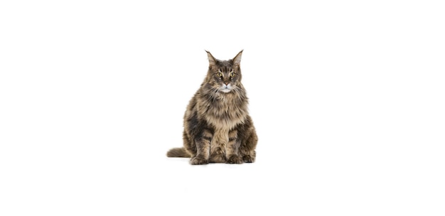 Portret pięknego futrzanego kota siedzącego i pozującego