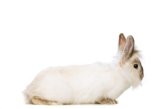 Portret pięknego słodkiego białego królika na białym tle nad białym studio