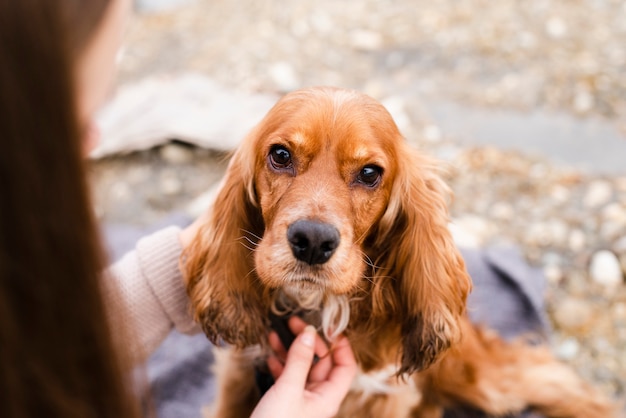 Portret piękny Cocker spaniel