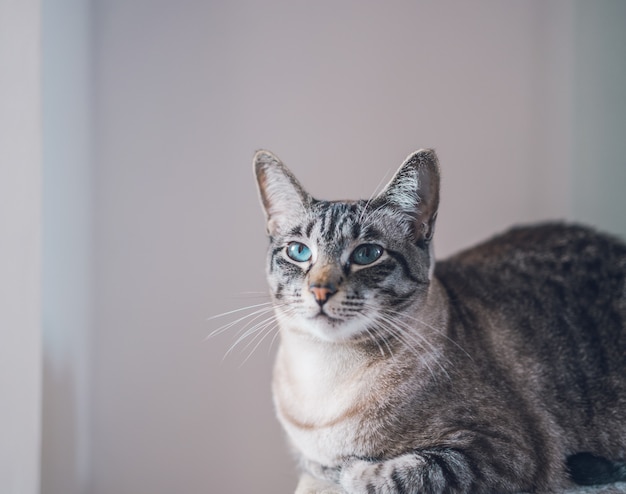 Portret piękny domowy śliczny kot z niebieskimi oczami