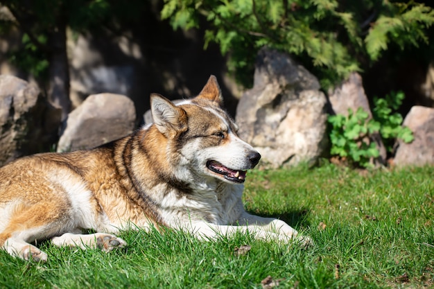 Portret psa husky, leżąc na trawie.