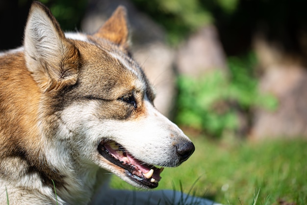 Portret psa husky, leżąc na trawie.