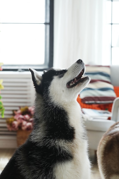 Bezpłatne zdjęcie portret psa husky