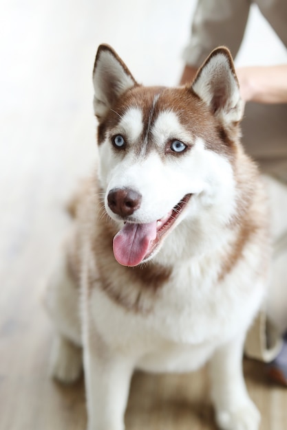 Bezpłatne zdjęcie portret psa husky