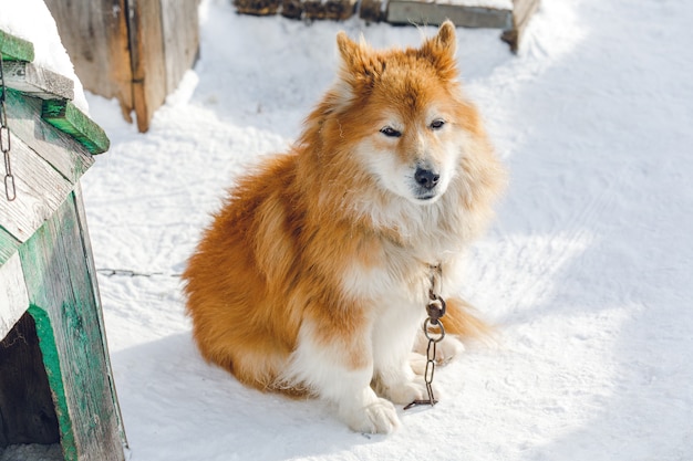 Portret puszysty czerwony pies przykuty na zewnątrz w zimie na śniegu patrząc