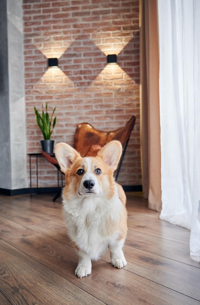 Bezpłatne zdjęcie portret rasy psów bicolor welsh corgi pembroke w domu