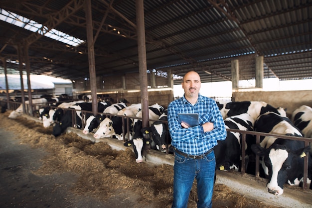Portret rolnika cattleman stojącego przed krowami i trzymając tablet w gospodarstwie