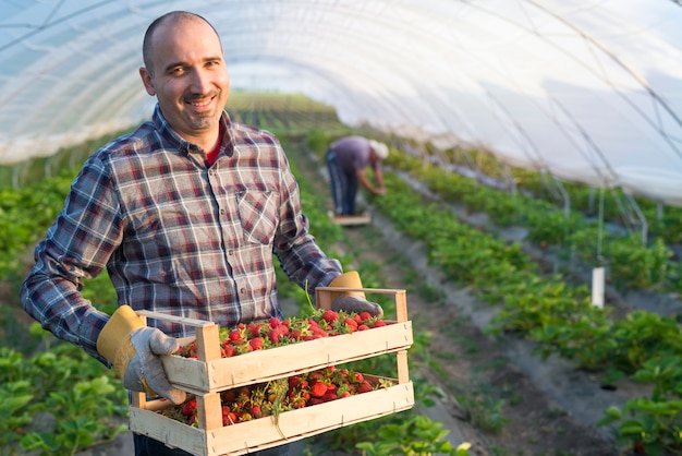 Bezpłatne zdjęcie portret rolnika posiadającego skrzynię pełną owoców truskawek w szklarni
