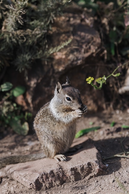 Portret śliczna wiewiórka