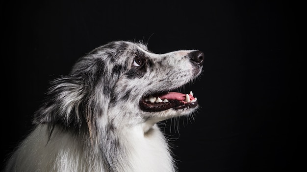 Portret śliczny Border collie pies